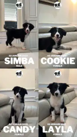 Border Collie Hitam Putih pintar