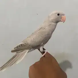Indian Ring Neck Silver Grey DNA Jantan