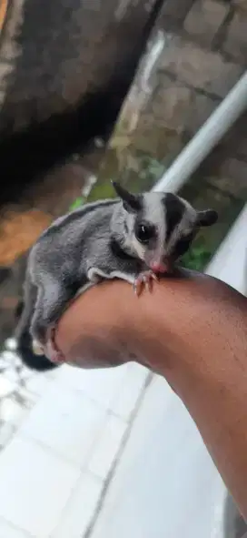 Sugar glider Clasik Grey jantan