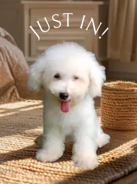 Grooming doggi ras kecil