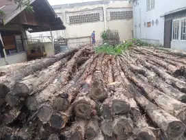 kayu galam berkualitas