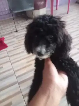 Anjing poodle toy