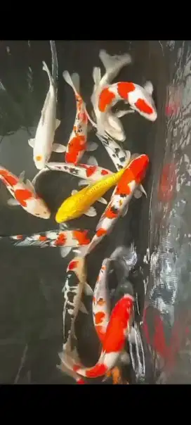 Dijual ikan koi 40-45cm