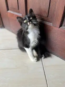 kucing mix domestik