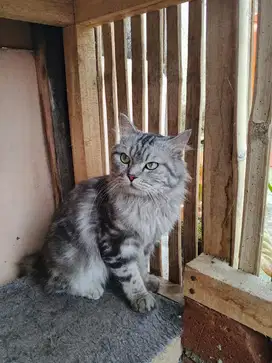 Persia blue tabby