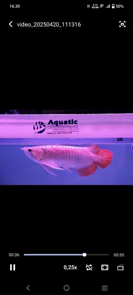arwana super red