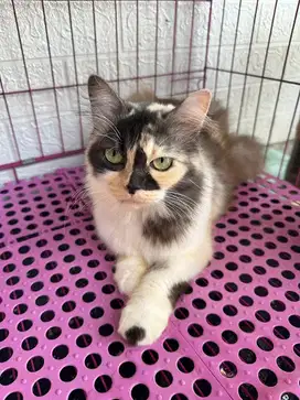 Persia medium calico