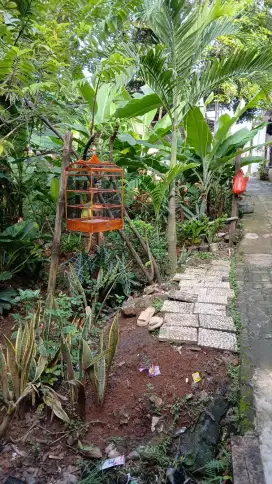 Kacer Dada Putih