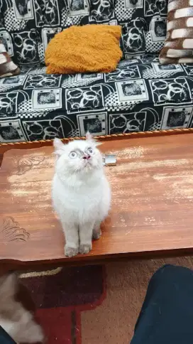 Kucing Ras American Curl Betina