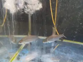 Ikan kaviat platinum balasak pribadi