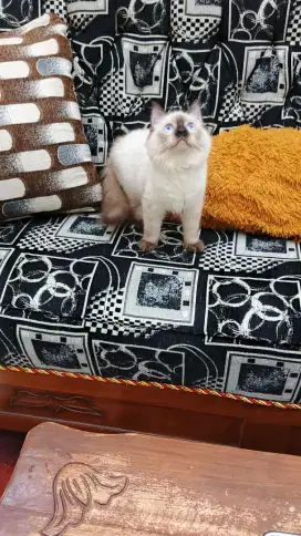 Kucing Ras Himalaya Sealpoint NS Jantan