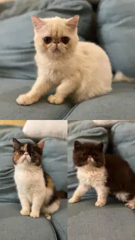 Persia Exotic Peaknose Ped CFA Anak Kucing Kitten