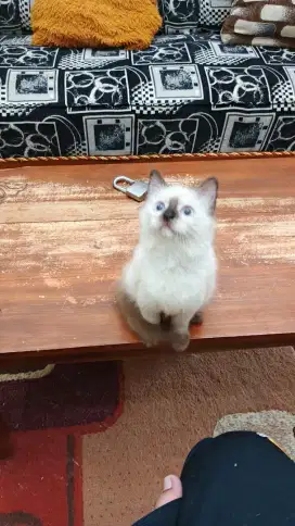 Kucing Ras Himalaya Sealpoint Betina