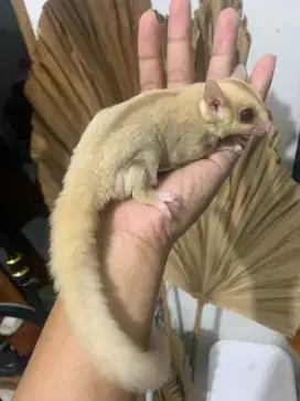 Sugarglider creamino