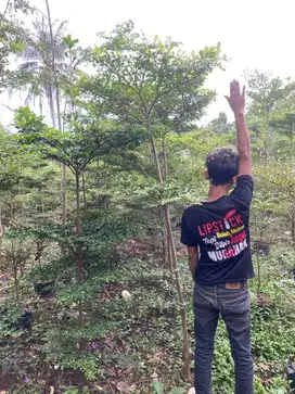 Ketapang Kencana 2-3Meter