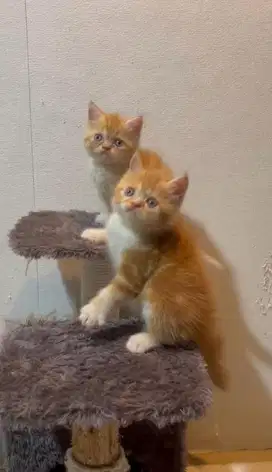 Kitten persia exotic