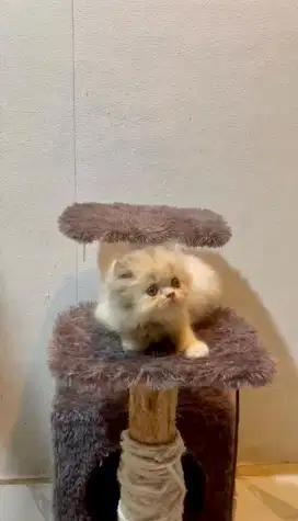 Kitten persia peak