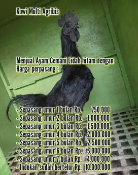 Ikan cemani lidah hitam