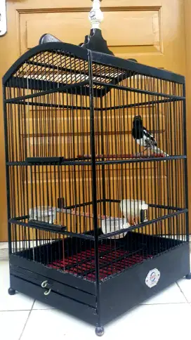 BURUNG KACER AKTIF WIKPLONG PULSET