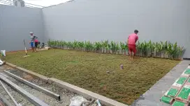 Jual rumput gajah mini