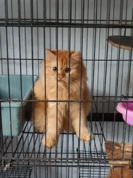 Kucing Persia Medium