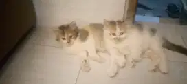 Open adopt kitten boleh nego di tempat