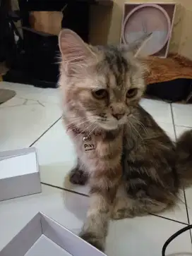Open adob kucing persia