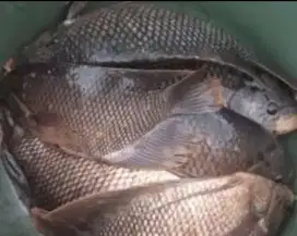 Mangga yg perlu ikan guram masih fresh sedia juga yg masih hidup