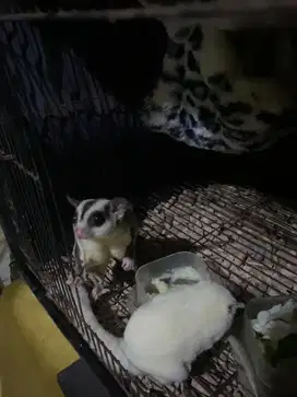 sugar glider sepasang