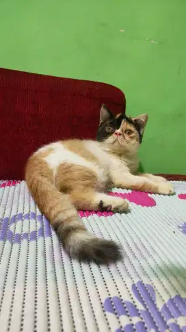 Kitten Exo 3,5 bulan betina