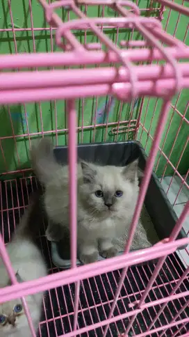 Kitten Himalaya mix ragdol