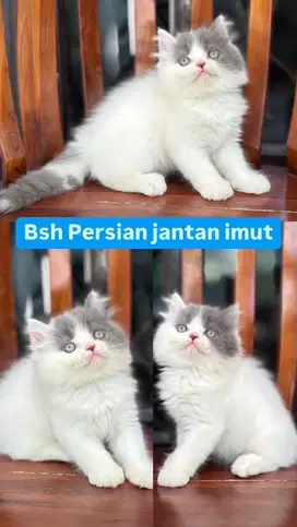 Kitten BSH x persia jantan bicolour