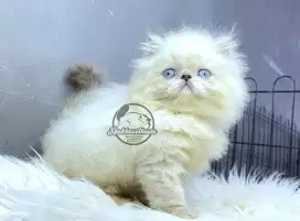 Kucing Persian Peaknose Motif Ragdoll