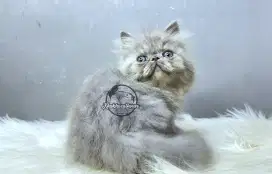 Kucing Persian Peaknose Abu