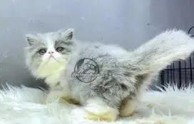 Kucing Persian Peaknose Abu Putih