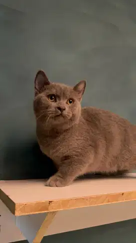 BSH blue solid kitten