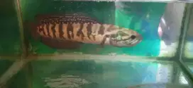 ikan channa asiatika dewasa ukuran 22+cm ikan sehat mental nya aman