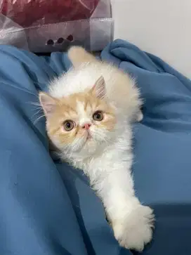 Adopsi kucing pesek - exotic short hair