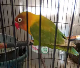 Burung LB betina janda (burja)