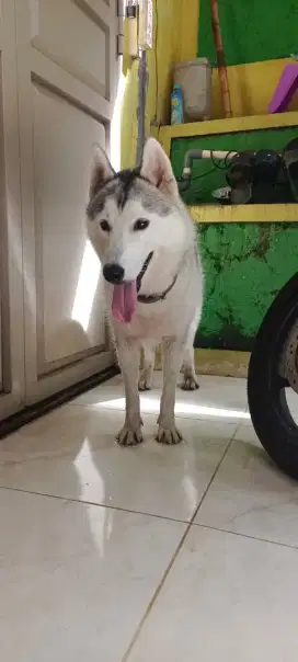 ANJING HUSKY BETINA