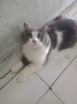 Kucing persia Betina