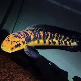 Ikan Chana Maru Ys