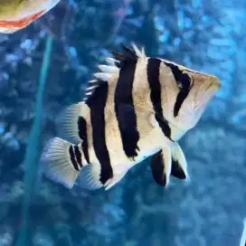 Ikan Datz Burneo