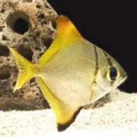 Ikan Monodactylus