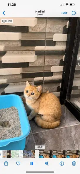 BSH Golden / BRITISH SHORTHAIR GOLDEN