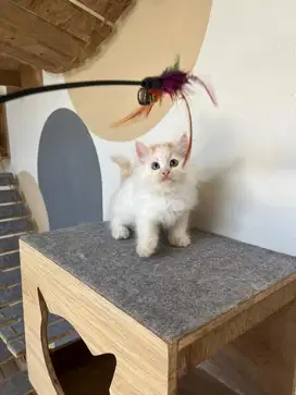 Kucing persian jantan