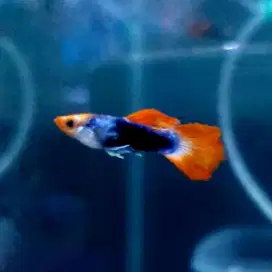 Gapyy Tuxedo koi dewasa