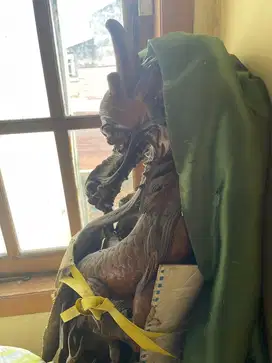 Patung naga tinggi