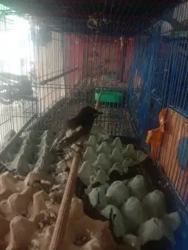 Burung kacer dada hitam