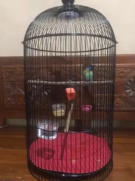kinoi burung masteran handal